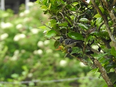 Machlolophus aplonotus