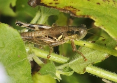Melanoplus cameronis