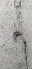 Coleoptera