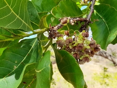 Curatella