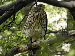 Accipiter chilensis