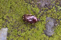 Amithao decemguttatus