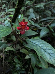 Kohleria inaequalis
