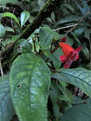 Kohleria inaequalis