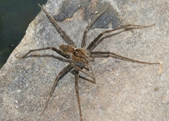 Tinus peregrinus