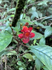 Kohleria inaequalis