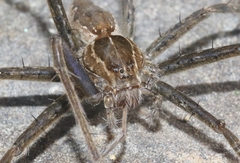 Tinus peregrinus