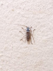 Elaphidion splendidum