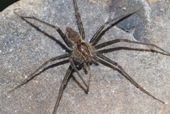 Tinus peregrinus