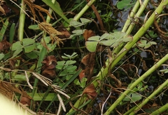 Marsilea macropoda