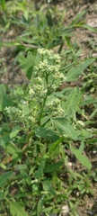 Chenopodium ficifolium