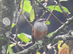 Montecincla fairbanki