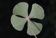 Marsilea macropoda