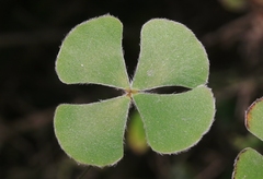 Marsilea macropoda