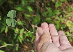 Marsilea macropoda