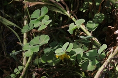 Marsilea macropoda