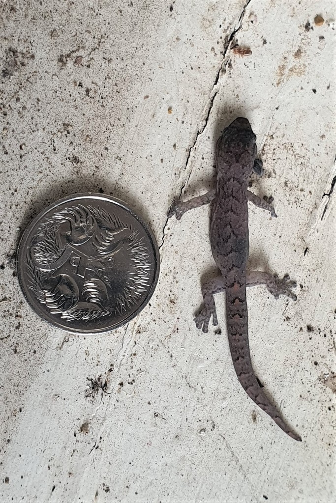 Southern Marbled Gecko in March 2022 by Garry French. very young ...