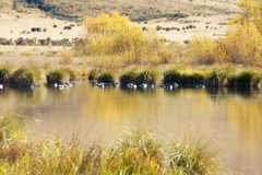 Branta canadensis maxima
