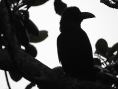 Corvus macrorhynchos culminatus