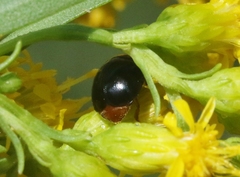 Camptodes texanus