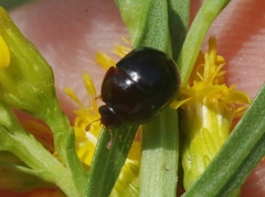 Camptodes texanus