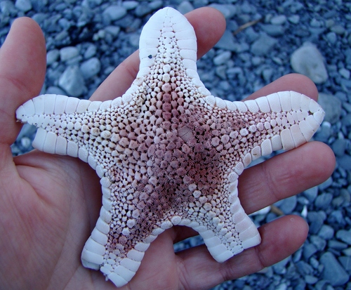 Diplodontias dilatatus