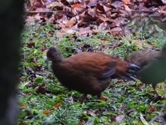 Galloperdix spadicea