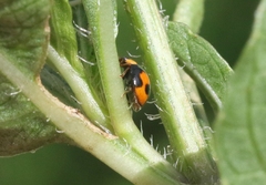 Hyperaspis connectens