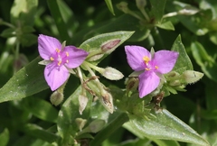 Callisia micrantha