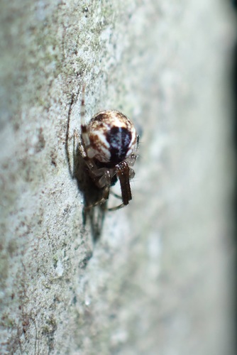 Parasteatoda oxymaculata