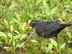 Turdus simillimus