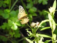 Argynnis castetsi