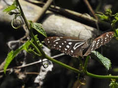 Parantica nilgiriensis