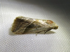 Micrathetis