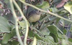 Vireo gundlachii