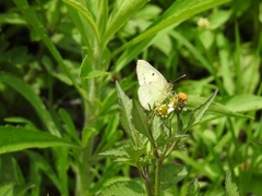 Colias nilagiriensis