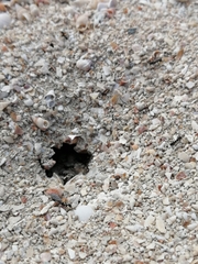 Dorymyrmex antillanus