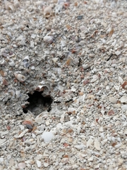 Dorymyrmex antillanus