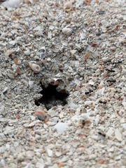 Dorymyrmex antillanus