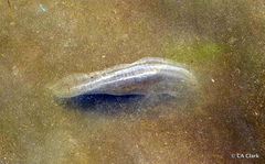 Aequorea