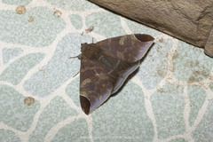 Pindara illibata