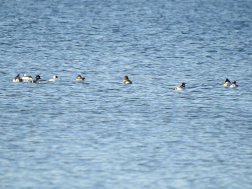 Bucephala clangula image