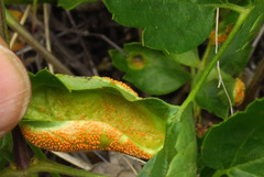 Puccinia recondita
