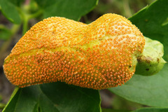 Puccinia recondita