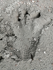 Crocodylus acutus