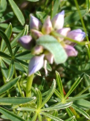 Icaricia icarioides missionensis