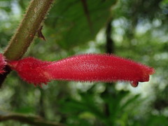 Columnea inaequilatera