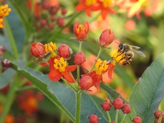 Apis mellifera