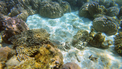 Lutjanus decussatus