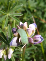 Icaricia icarioides missionensis